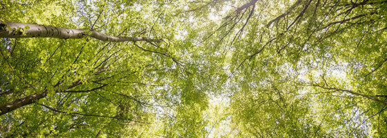 全流程服务能力
提供知识产权全生命周期管理